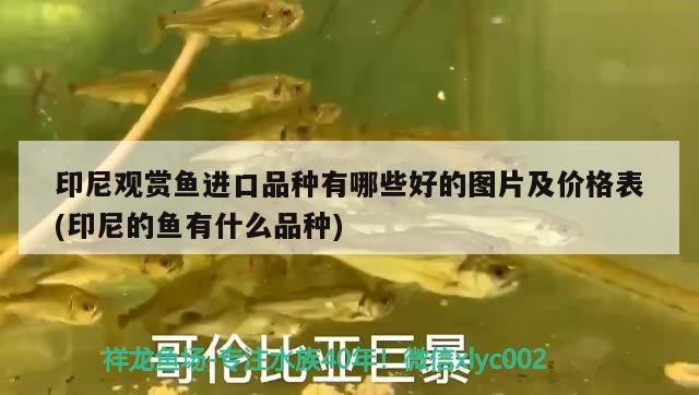 印尼觀賞魚(yú)進(jìn)口品種有哪些好的圖片及價(jià)格表(印尼的魚(yú)有什么品種) 觀賞魚(yú)進(jìn)出口