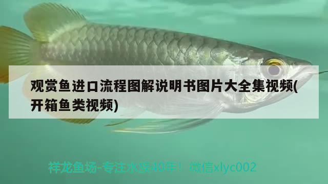 觀賞魚進(jìn)口流程圖解說明書圖片大全集視頻(開箱魚類視頻)