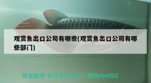 觀賞魚出口公司有哪些(觀賞魚出口公司有哪些部門) 觀賞魚進出口