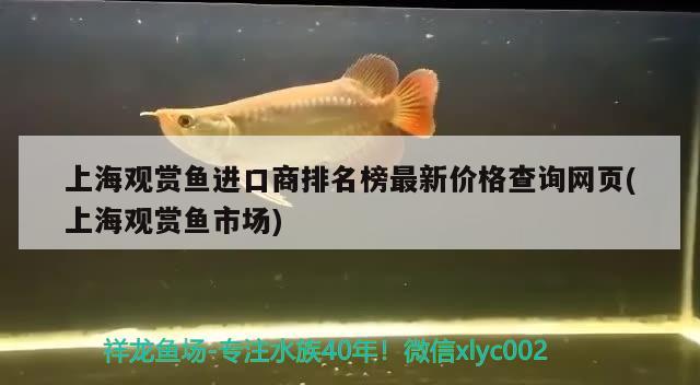 小丑魚身上有黑斑怎么回事怎么治療 祥龍傳奇品牌魚缸 第2張