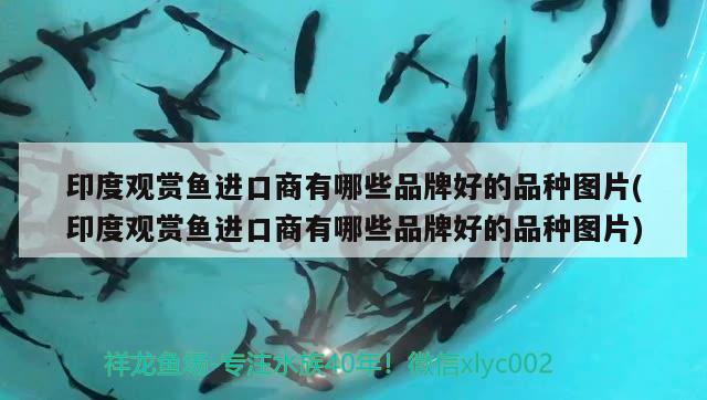 印度觀賞魚進(jìn)口商有哪些品牌好的品種圖片(印度觀賞魚進(jìn)口商有哪些品牌好的品種圖片) 觀賞魚進(jìn)出口