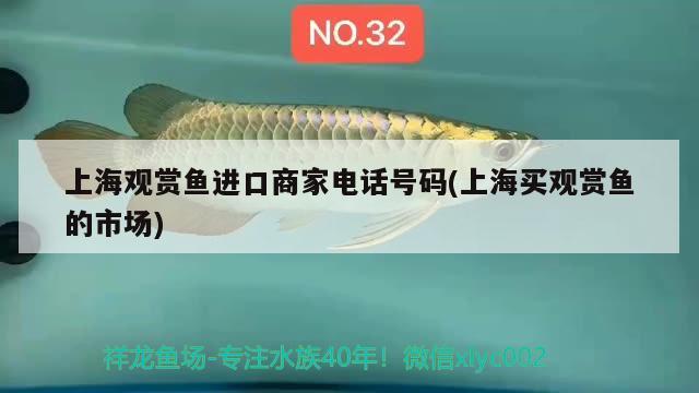 上海觀賞魚進口商家電話號碼(上海買觀賞魚的市場)