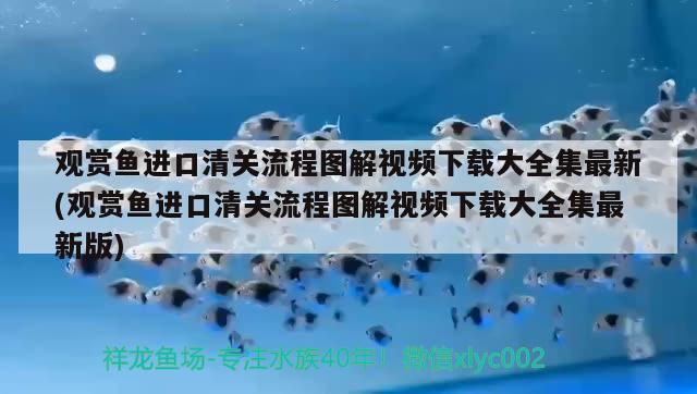 鄭州觀賞魚市場為什么這只伊巴卡黑的非洲兄弟一樣？ 觀賞魚市場（混養(yǎng)魚） 第3張