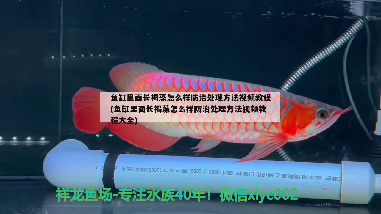 魚缸里面長(zhǎng)褐藻怎么樣防治處理方法視頻教程(魚缸里面長(zhǎng)褐藻怎么樣防治處理方法視頻教程大全)