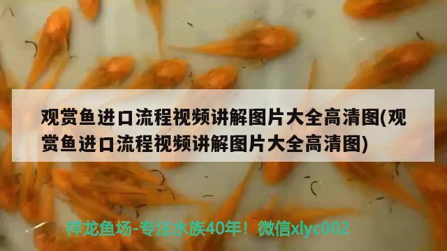 觀賞魚進(jìn)口流程視頻講解圖片大全高清圖(觀賞魚進(jìn)口流程視頻講解圖片大全高清圖) 觀賞魚進(jìn)出口