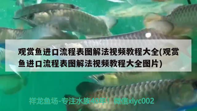 觀賞魚進口流程表圖解法視頻教程大全(觀賞魚進口流程表圖解法視頻教程大全圖片) 觀賞魚進出口