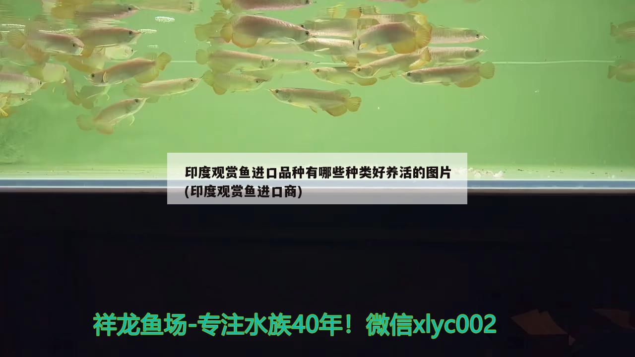 印度觀賞魚進口品種有哪些種類好養(yǎng)活的圖片(印度觀賞魚進口商)