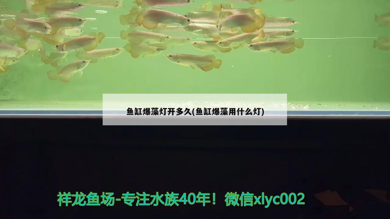 魚缸爆藻燈開多久(魚缸爆藻用什么燈) 魚缸/水族箱