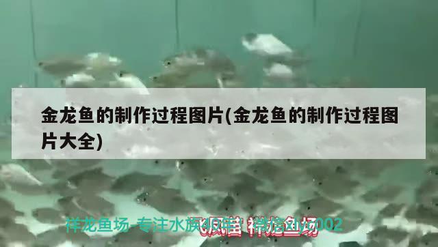 觀賞海魚怎么養(yǎng) 觀賞海魚怎么養(yǎng)活 愛龍仕 第2張