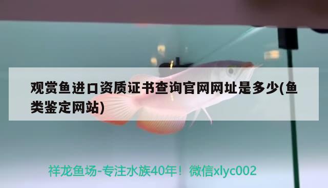 觀賞魚進口資質證書查詢官網(wǎng)網(wǎng)址是多少(魚類鑒定網(wǎng)站) 觀賞魚進出口