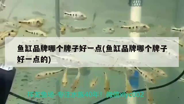 魚缸品牌哪個牌子好一點(diǎn)(魚缸品牌哪個牌子好一點(diǎn)的) 紅龍福龍魚