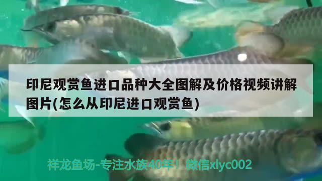 魚缸過濾系統(tǒng) 圖解：魚缸過濾系統(tǒng)圖解 安裝