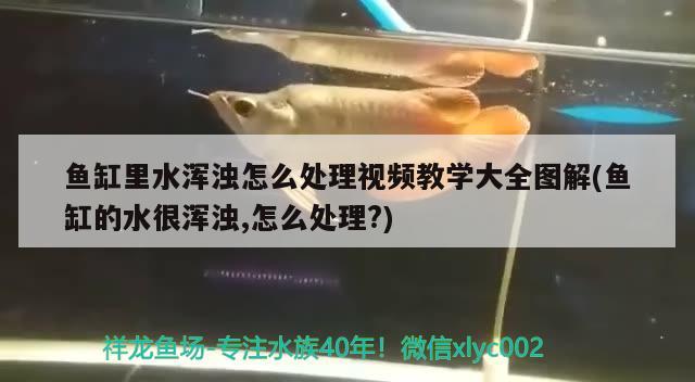 花老虎魚吃什么，花老虎魚怎么做好吃