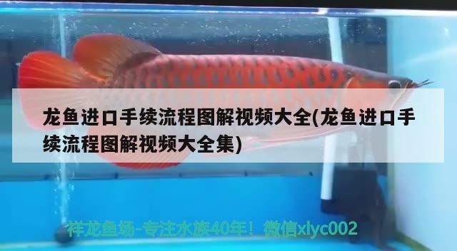 龍魚進口手續(xù)流程圖解視頻大全(龍魚進口手續(xù)流程圖解視頻大全集) 觀賞魚進出口