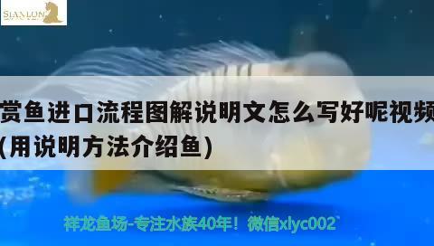 觀賞魚進(jìn)口流程圖解說明文怎么寫好呢視頻下載(用說明方法介紹魚) 觀賞魚進(jìn)出口