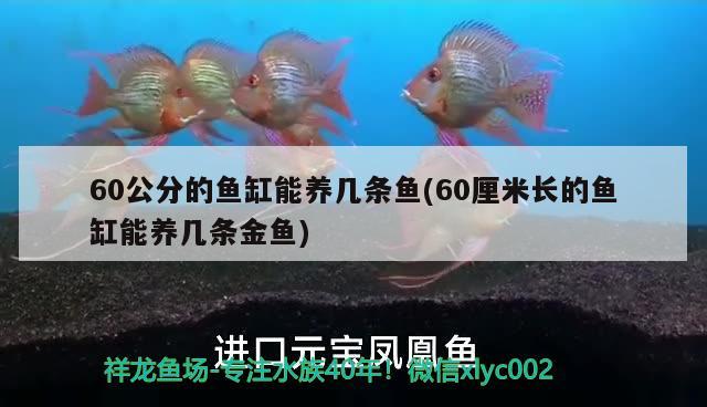 60公分的魚缸能養(yǎng)幾條魚(60厘米長的魚缸能養(yǎng)幾條金魚) 金老虎魚