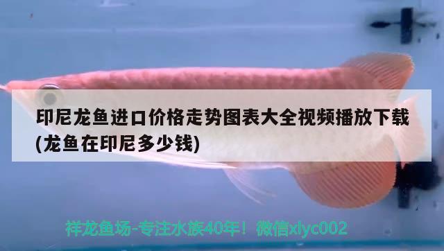 印尼龍魚進(jìn)口價格走勢圖表大全視頻播放下載(龍魚在印尼多少錢) 觀賞魚進(jìn)出口