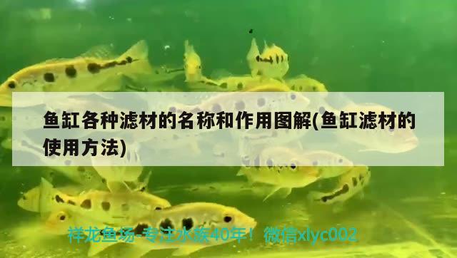 魚缸各種濾材的名稱和作用圖解(魚缸濾材的使用方法) 電鰻