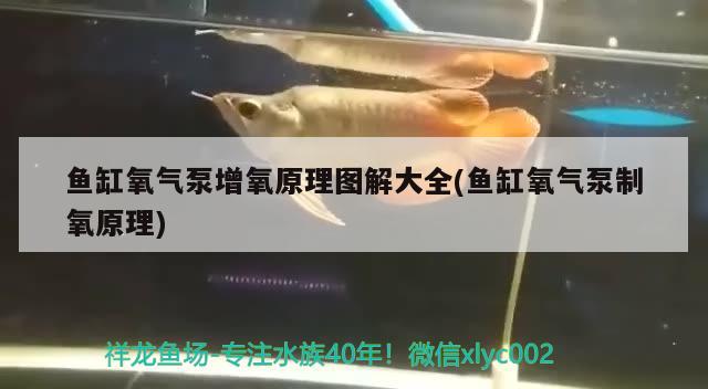 銀龍魚身上發(fā)黑怎么回事（銀龍魚身上發(fā)黑怎么回事圖片） 銀龍魚百科 第1張