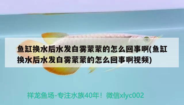 黃金河虎魚(yú)能和龍魚(yú)混養(yǎng)嗎？，黃金河虎魚(yú)能和龍魚(yú)混養(yǎng)嗎如何解決黃金河虎魚(yú)與龍魚(yú)的混養(yǎng)問(wèn)題