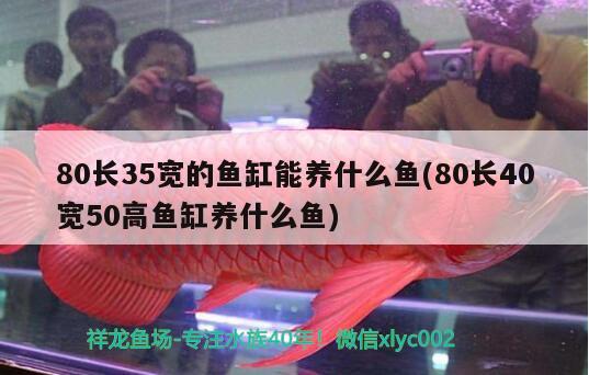 80長35寬的魚缸能養(yǎng)什么魚(80長40寬50高魚缸養(yǎng)什么魚) 龍魚專用燈