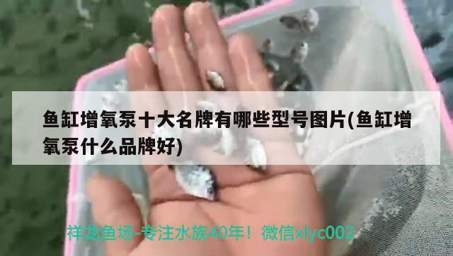 魚缸增氧泵十大名牌有哪些型號圖片(魚缸增氧泵什么品牌好) 女王大帆魚