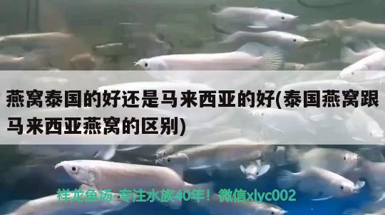 蘋果魚能長多大：蘋果魚好養(yǎng)嗎 觀賞魚 第1張