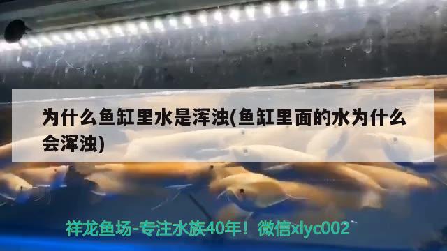 為什么魚缸里水是渾濁(魚缸里面的水為什么會渾濁) 魟魚百科