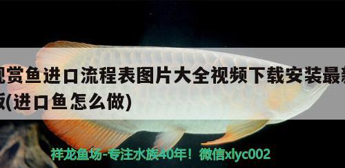 觀賞魚(yú)進(jìn)口流程表圖片大全視頻下載安裝最新版(進(jìn)口魚(yú)怎么做)