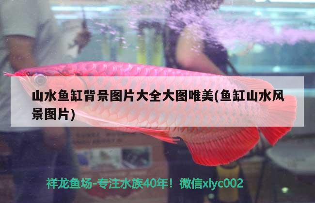 搬家時魚缸留在別人家：迷信還是必要的保護措施？，搬家時魚缸留在別人家是迷信還是必要的保護措施？