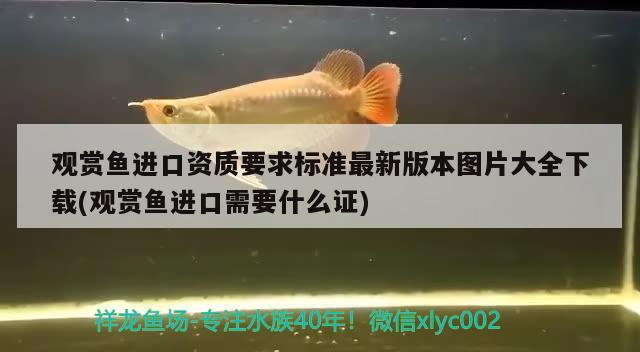 觀賞魚進(jìn)口資質(zhì)要求標(biāo)準(zhǔn)最新版本圖片大全下載(觀賞魚進(jìn)口需要什么證) 觀賞魚進(jìn)出口