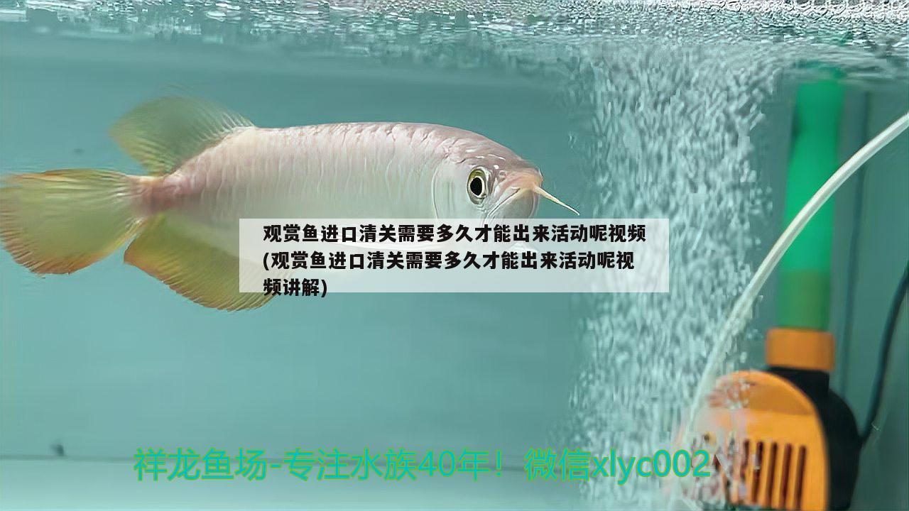 泰州金龍魚集團公司招聘信息詳細介紹|泰州金龍魚集團公司招聘信息詳細介紹，泰州金龍魚集團公司招聘信息最新網(wǎng)站 非洲象鼻魚 第1張