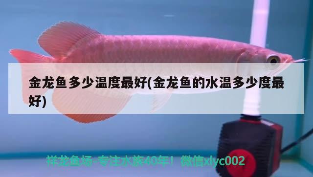 金龍魚多少溫度最好(金龍魚的水溫多少度最好)