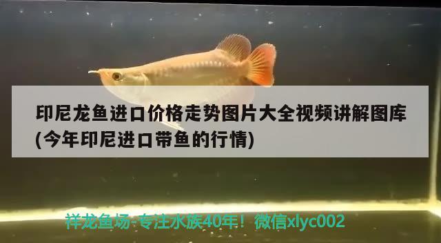 錦鯉一天喂多少魚(yú)糧，每天喂多少合適對(duì)應(yīng)的相關(guān)信息，錦鯉一天喂幾次