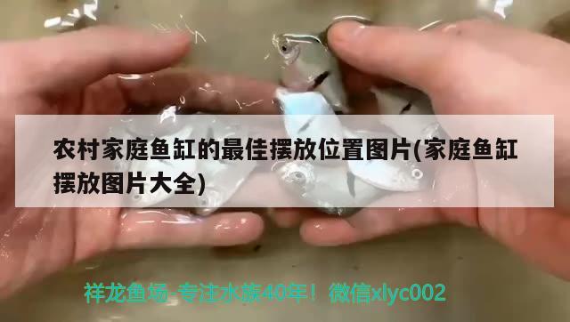 南寧龍魚油漆總代理在哪里有賣（南寧龍魚油漆總代理在哪里有賣的） 觀賞魚 第4張