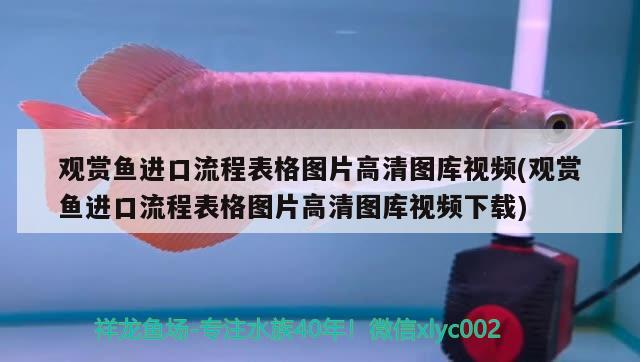 觀賞魚進口流程表格圖片高清圖庫視頻(觀賞魚進口流程表格圖片高清圖庫視頻下載) 觀賞魚進出口