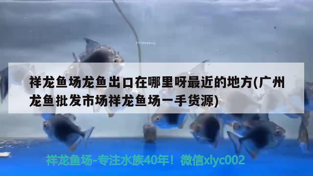 祥龍魚場(chǎng)龍魚出口在哪里呀最近的地方(廣州龍魚批發(fā)市場(chǎng)祥龍魚場(chǎng)一手貨源) 龍魚批發(fā)