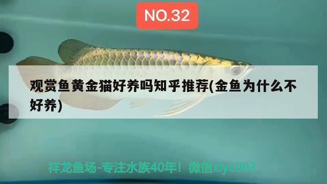 銀龍魚身上有一層白膜怎么回事：銀龍魚身上有白色絮狀物怎么辦