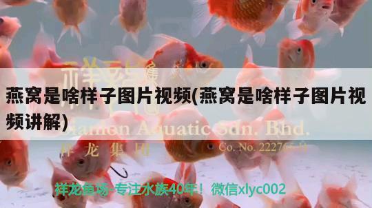 銀龍魚身上有一層白膜怎么回事：銀龍魚身上有白色絮狀物怎么辦