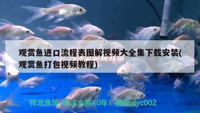 觀賞魚進(jìn)口流程表圖解視頻大全集下載安裝(觀賞魚打包視頻教程)