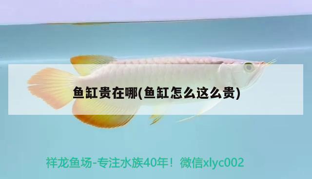 魚缸貴在哪(魚缸怎么這么貴)