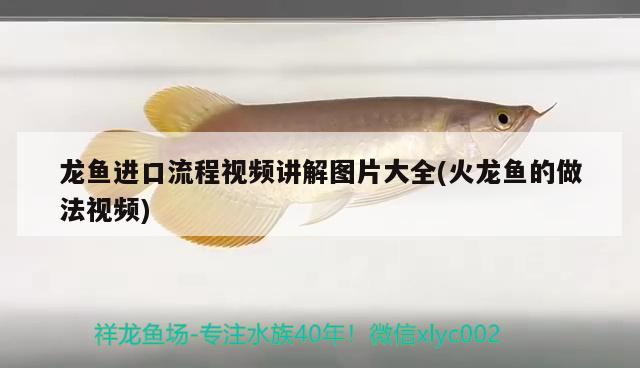 龍魚進(jìn)口流程視頻講解圖片大全(火龍魚的做法視頻) 觀賞魚進(jìn)出口