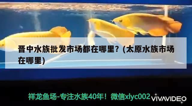 晉中水族批發(fā)市場都在哪里？(太原水族市場在哪里)