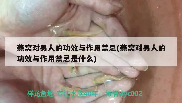 燕窩對(duì)男人的功效與作用禁忌(燕窩對(duì)男人的功效與作用禁忌是什么)