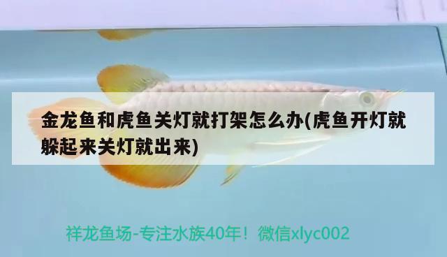 金龍魚和虎魚關(guān)燈就打架怎么辦(虎魚開燈就躲起來關(guān)燈就出來)