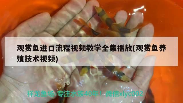 觀賞魚進口流程視頻教學全集播放(觀賞魚養(yǎng)殖技術視頻) 觀賞魚進出口