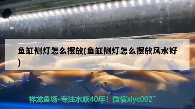 魚缸側(cè)燈怎么擺放(魚缸側(cè)燈怎么擺放風(fēng)水好) 魚缸風(fēng)水 第2張