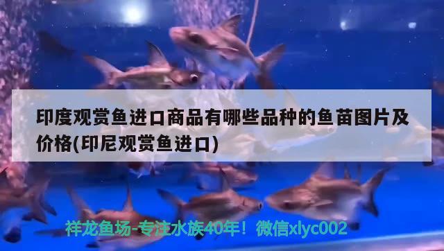 印度觀賞魚進(jìn)口商品有哪些品種的魚苗圖片及價格(印尼觀賞魚進(jìn)口) 觀賞魚進(jìn)出口