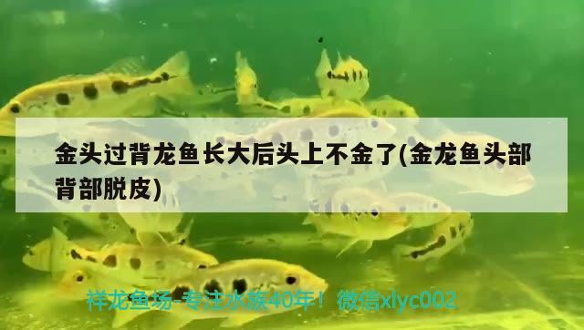 金頭過背龍魚長大后頭上不金了(金龍魚頭部背部脫皮) 夢幻雷龍魚