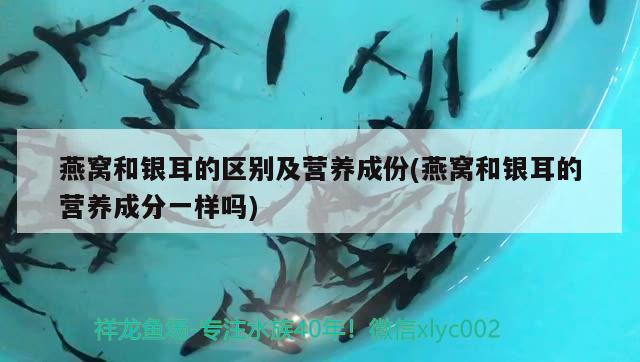 皇冠黑白魟魚:皇冠黑白養(yǎng)不活 皇冠黑白魟魚 第3張